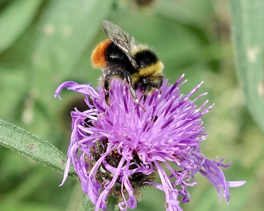 bumblebee